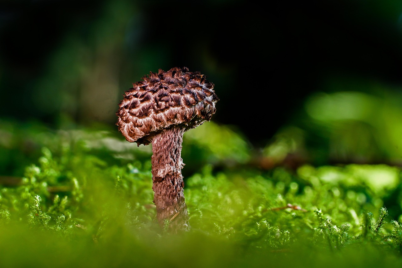 Groene moswand met natuurlijke isolatiefunctie.