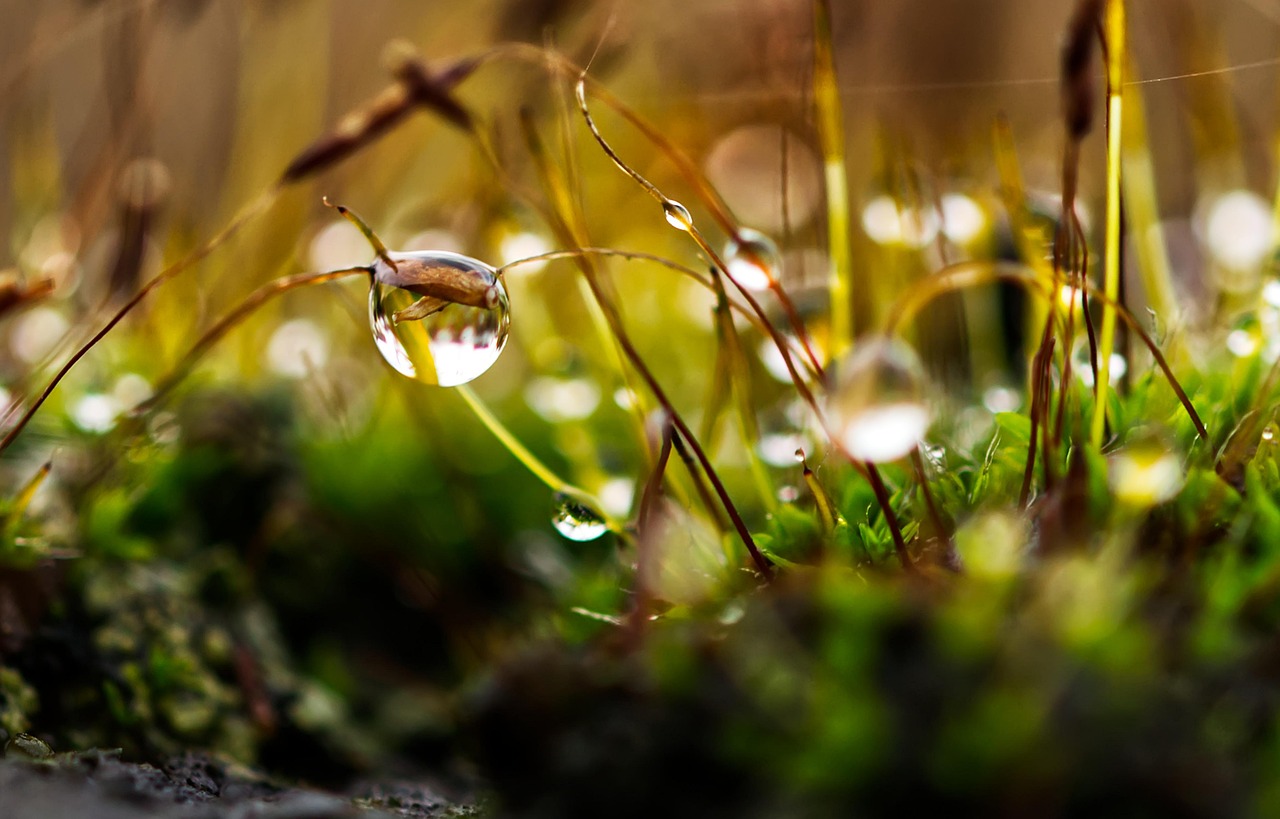 Close-up van mosstructuur als eco-isolatie.