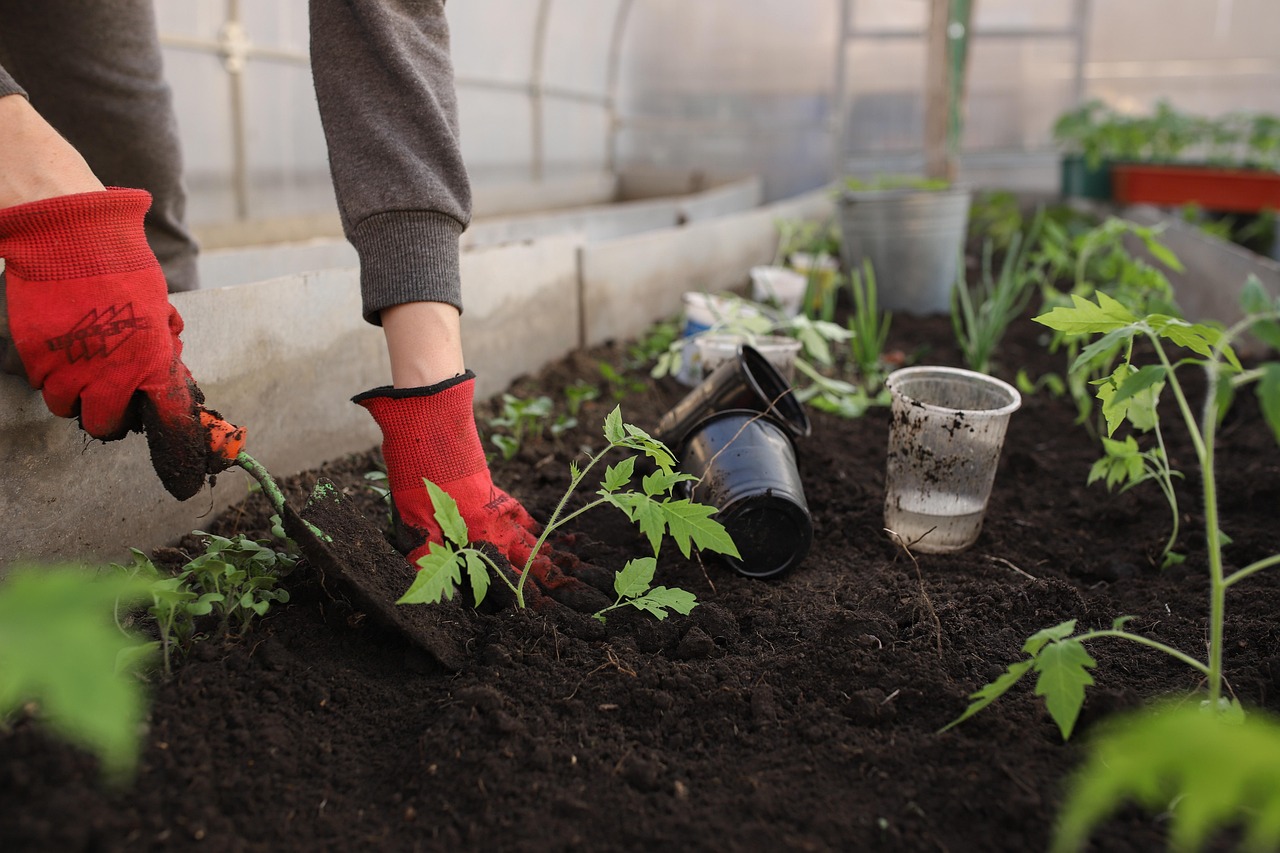 Duurzame moestuin met houten verhoogde bakken.