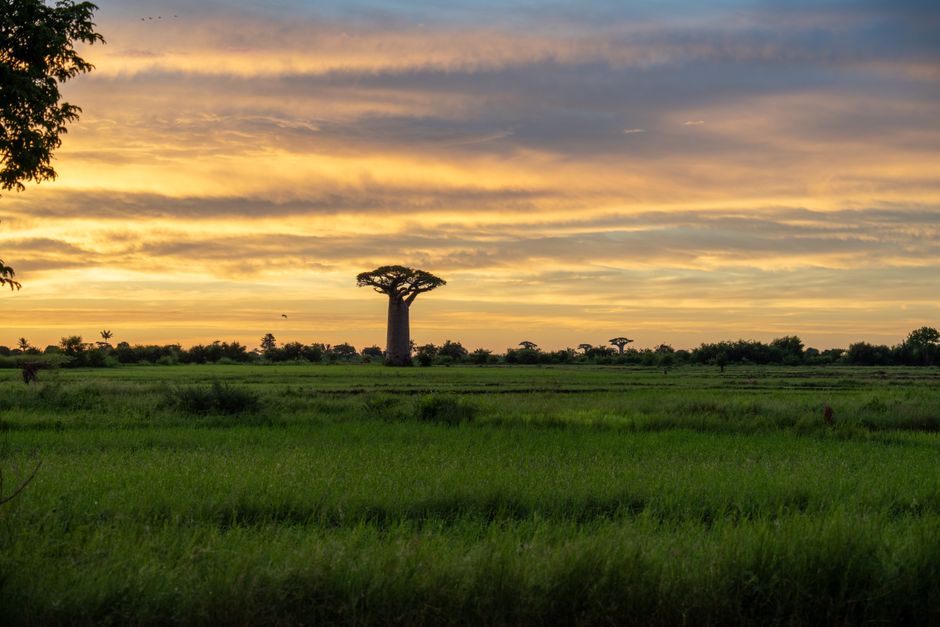 Sfeervolle ruimte met baobab wanddecoratie. Sfeervolle ruimte met baobab wanddecoratie.