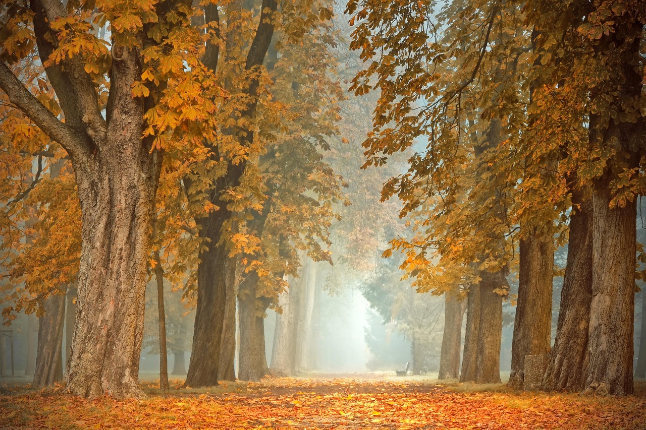 Tuingereedschap naast jonge herfstzaailingen. Tuingereedschap naast jonge herfstzaailingen.