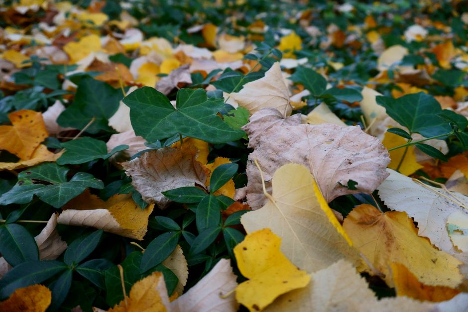 Tuinier zaaien zaden voor kleurrijke herfsttuin. Tuinier zaaien zaden voor kleurrijke herfsttuin.
