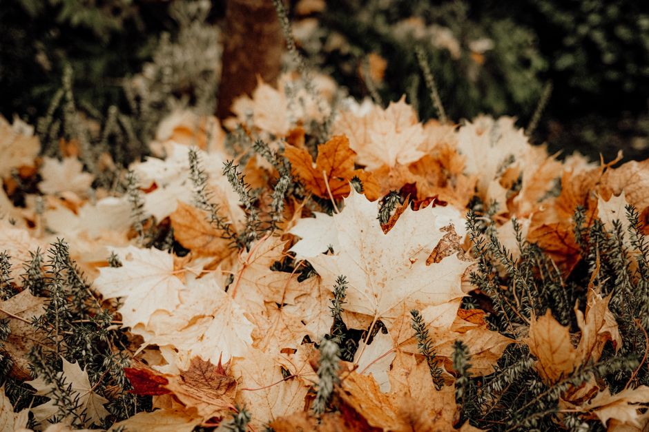 Bloembedden vol met herfstbloemen in bloei. Bloembedden vol met herfstbloemen in bloei.