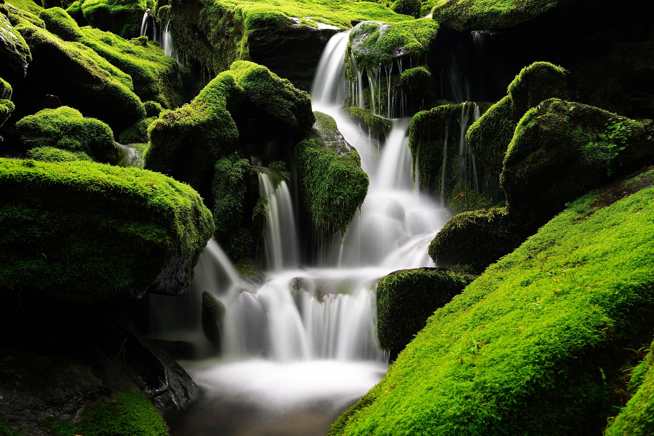 Gemeenschap steunt Save the Forest initiatief. Gemeenschap steunt Save the Forest initiatief.